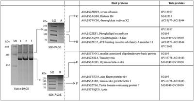 What are the main proteins in the hemolymph of Haemaphysalis flava ticks?